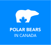 Polar Bears in Canada